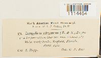 Campylium polygamum image