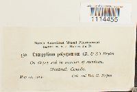 Campylium polygamum image