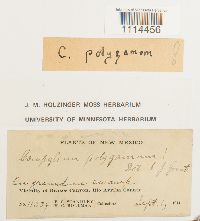 Campylium polygamum image