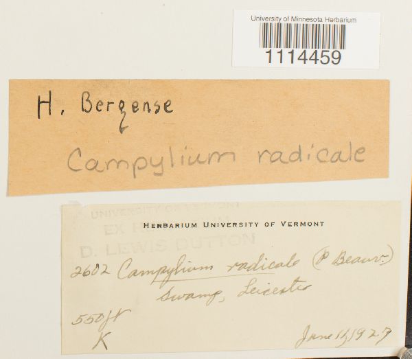 Campylium radicale image