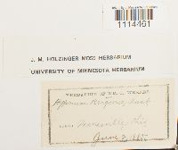 Campylium radicale image