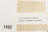Campylium radicale image