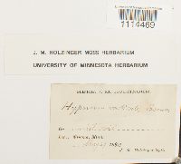 Campylium radicale image