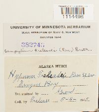 Media resource of Campylium stellatum