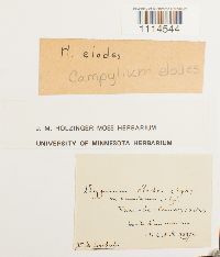 Media resource of Campylium elodes