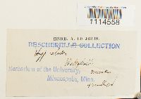 Campylium elodes image