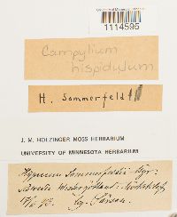 Campylium hispidulum image