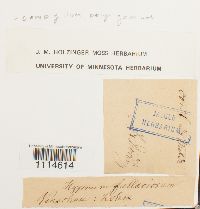 Campylium polygamum image