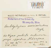 Campylium polygamum image