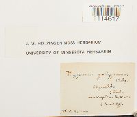 Campylium polygamum image