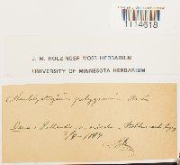 Campylium polygamum image