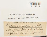 Campylium polygamum image