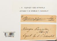 Campylium polygamum image