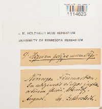 Campylium polygamum image