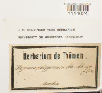 Campylium polygamum image