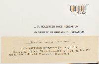 Campylium polygamum image