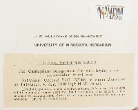 Campylium polygamum image