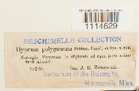 Campylium polygamum image