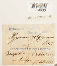 Campylium polygamum image