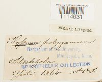 Campylium polygamum image