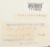 Campylium polygamum image