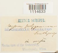 Campylium polygamum image