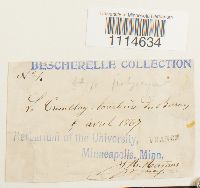 Campylium polygamum image