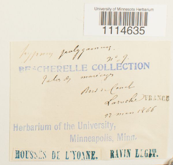 Campylium polygamum image