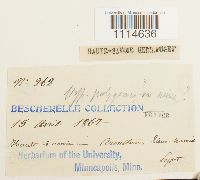 Campylium polygamum image