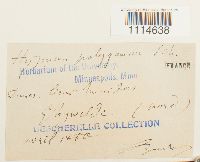 Campylium polygamum image