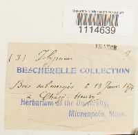 Campylium polygamum image