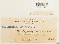 Campylium polygamum image