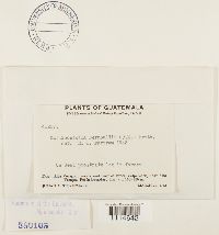 Thumbnail image of current specimen