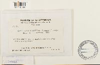 Callicostella pallida image