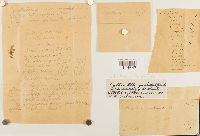 Callicostella pallida image