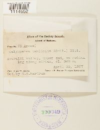 Calymperes tahitense image