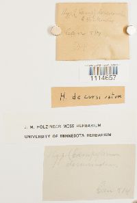 Campylium radicale image