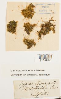 Campylium hispidulum image