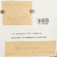 Campylium polygamum image