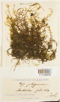 Campylium polygamum image