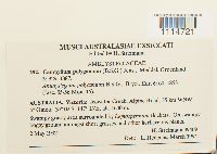 Campylium polygamum image