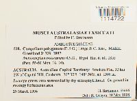 Campylium polygamum image