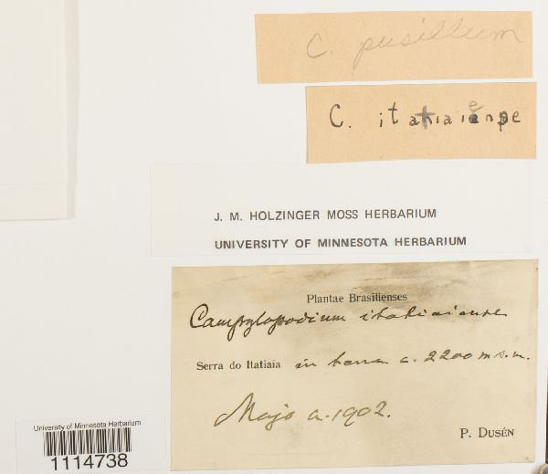 Microcampylopus leucogaster image