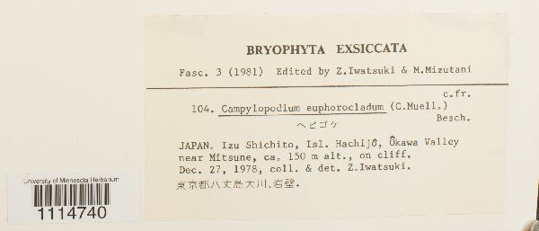 Campylopodium medium image