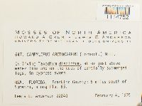 Media resource of Campylopus arctocarpus