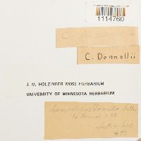 Campylopus flexuosus image