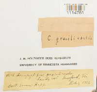 Campylopus flexuosus image