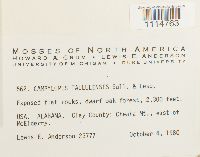 Campylopus flexuosus image