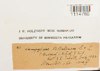 Campylopus flexuosus image