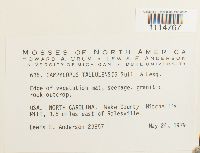 Campylopus flexuosus image